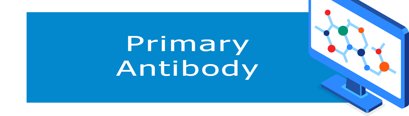 primary antibody