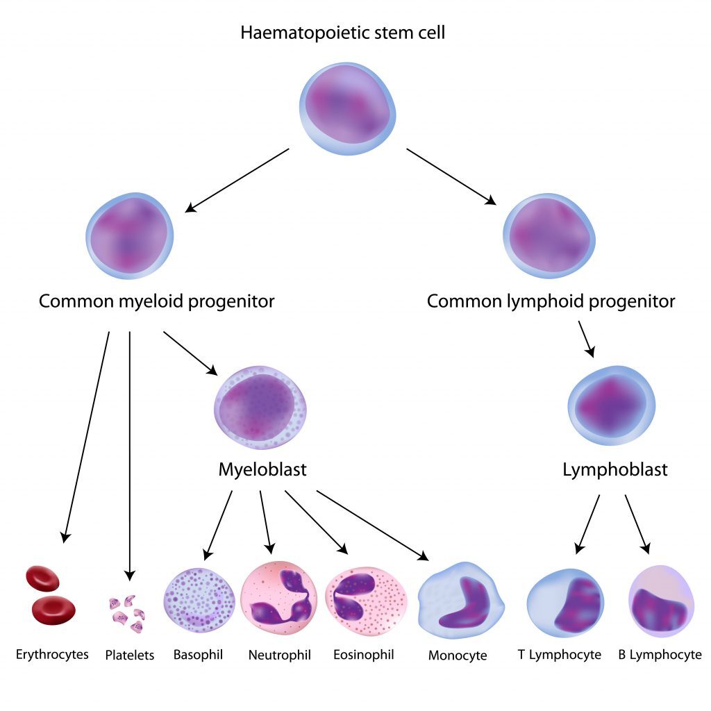 Peripheral blood mononuclear cell
