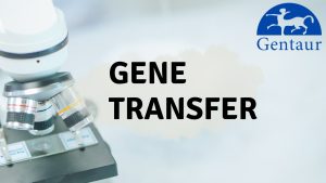 Gene transfer