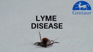 lyme disease symptoms