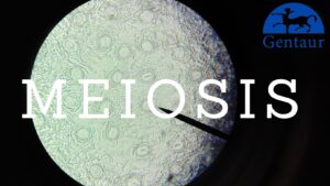 Meiosis - an interesting cell cycle