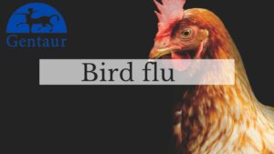 Avian influenza (Avian Flu) | Bird flu Situation