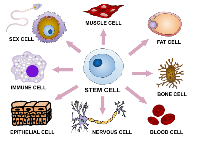 Stem cell differentiation