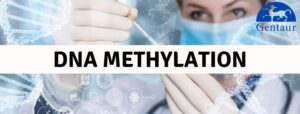 DNA methylation – what influence do we have on the functioning of DNA