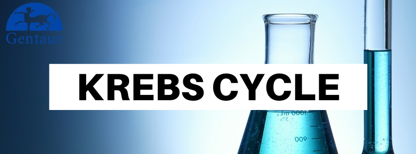 Krebs cycle 1