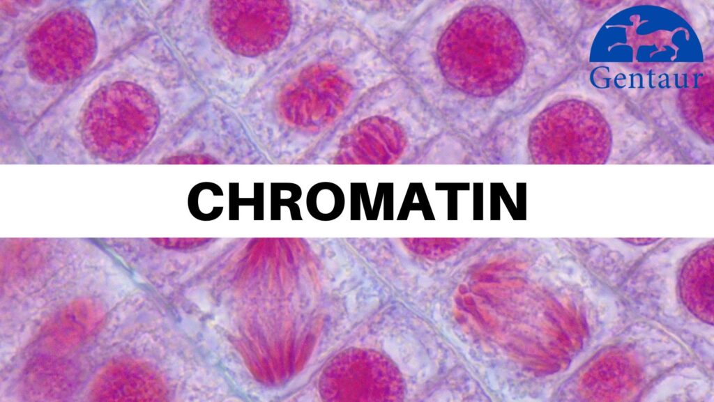 Chromatin