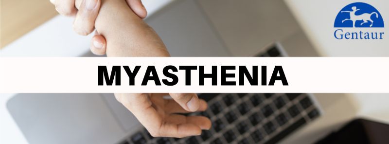 Myasthenia gravis – one of many autoimmune diseases